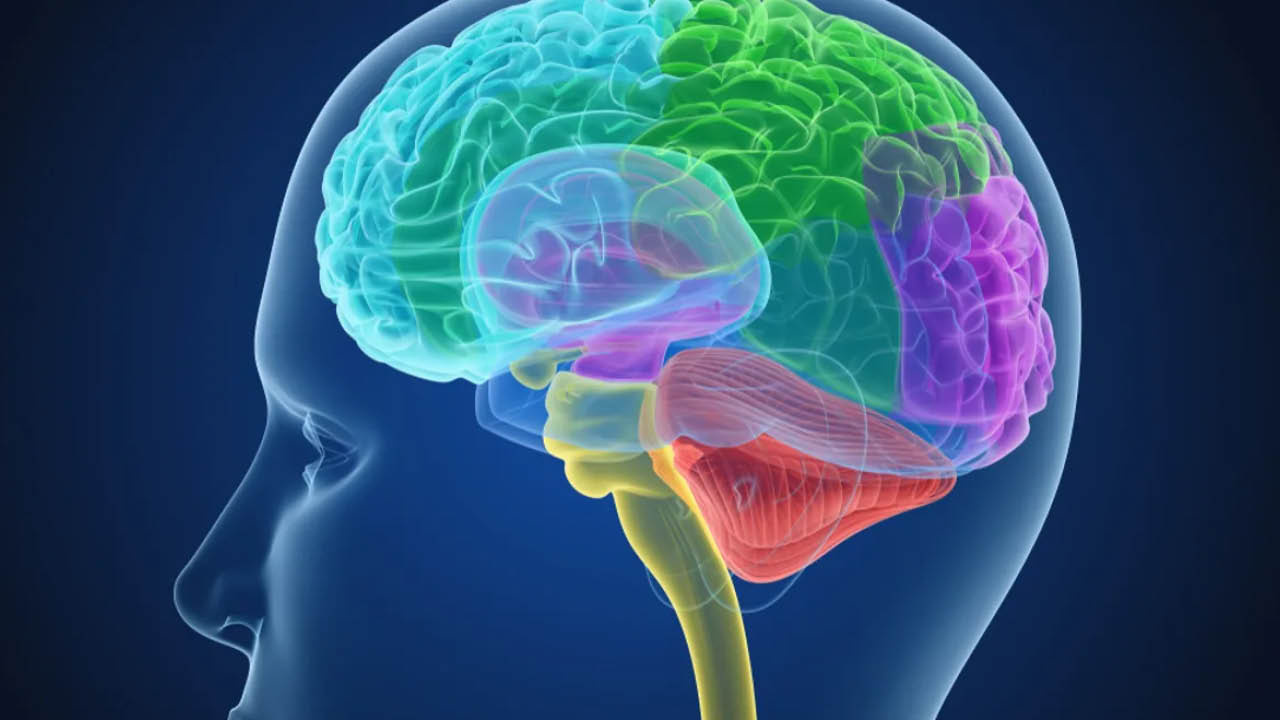 Beynimizin içinde daha önce bilinmeyen, yeni bir anatomik yapı keşfedildi