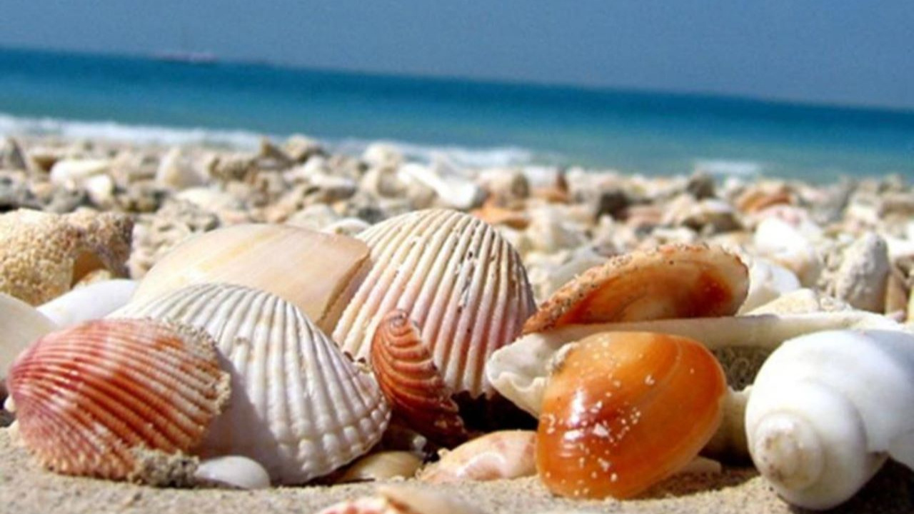 Deniz kabuğunu kulağa dayayınca deniz sesi nasıl duyulur? Ya da duyulur mu?