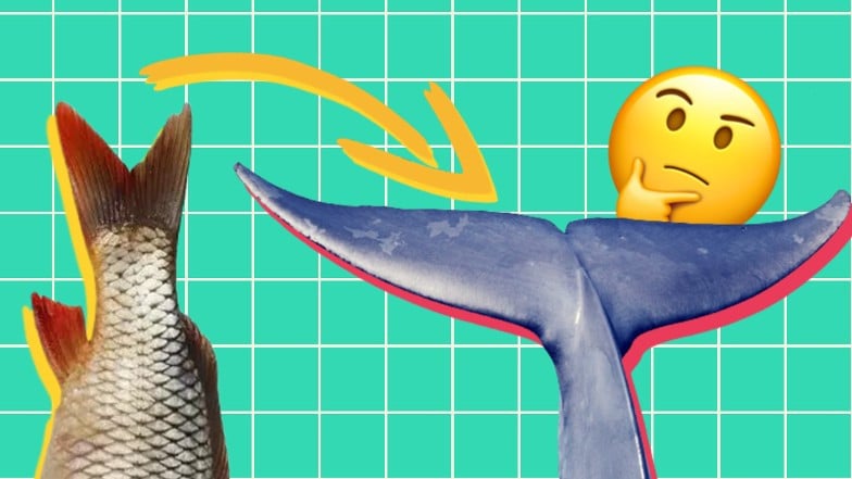 Deniz Memelilerinin Kuyrukları Neden Balıklardan Farklı?