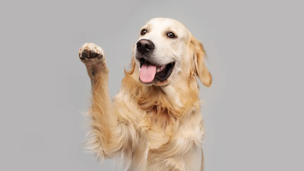 Köpekler solak olabilir mi? Köpekler için baskın pati diye bir şey var mıdır?