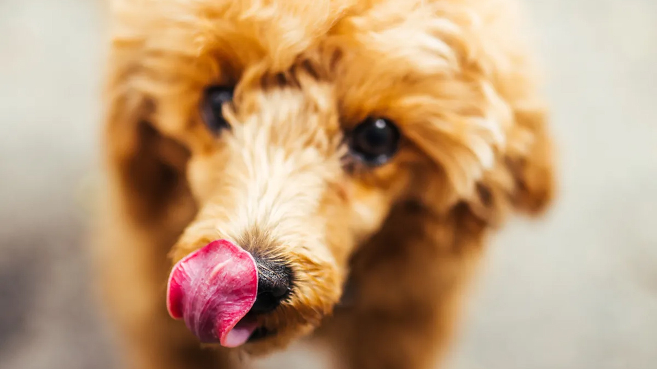 Köpeklerin burunları neden ıslak olur? Bunun birden çok nedeni var!
