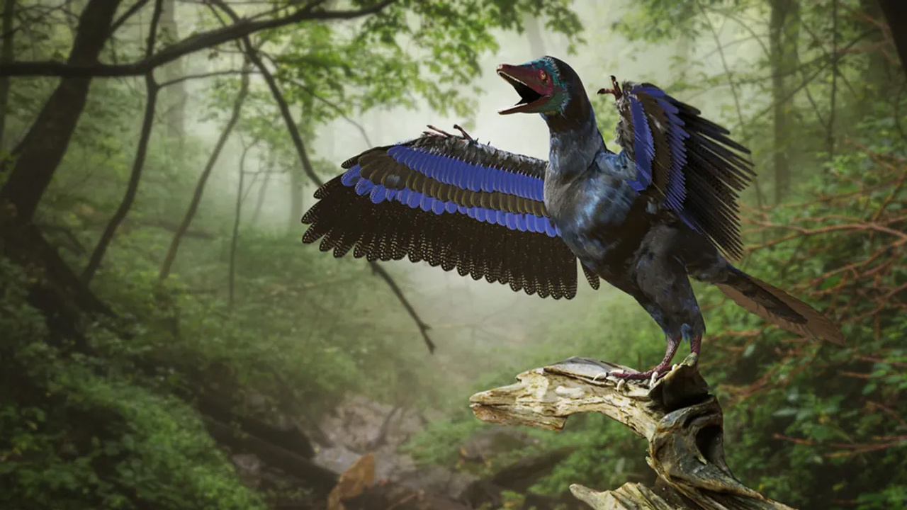 Dişli kuş dinozorlar kaybolurken, dişsiz kuşlar nasıl günümüze kadar geldi?