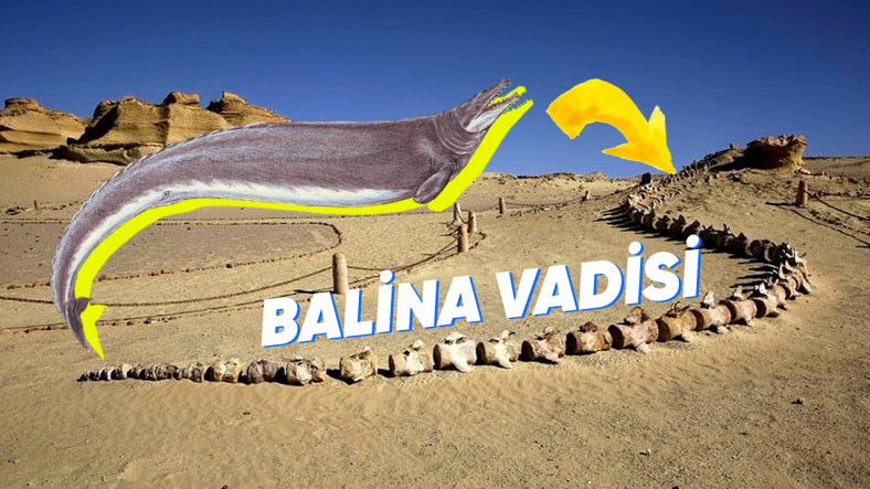 Çöllerin Ortasında Bulunan “Balina” Fosilleri Nereden Geldi?