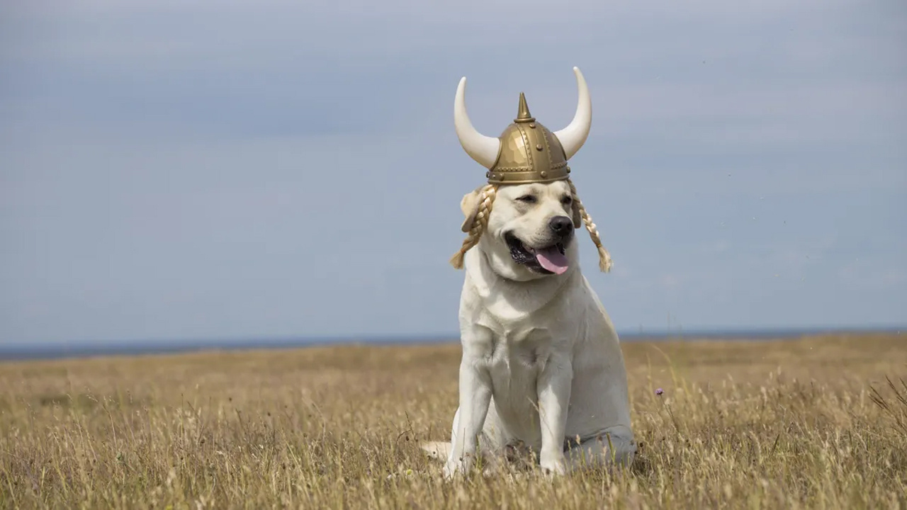 Vikingler hakkında yıllar sonra gelen bir şaşırtıcı keşif daha