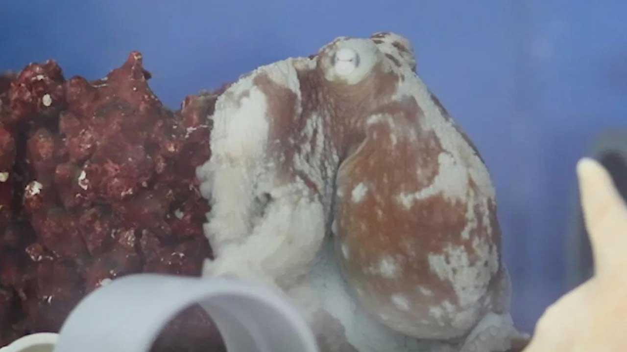 Bilim insanları bir ahtapotu kabus görürken böyle görüntüledi