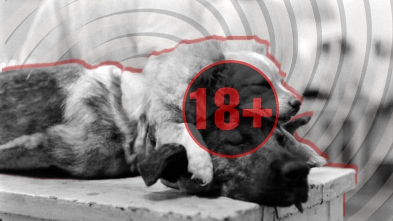 İki Başlı Köpek Deneyi Hakkındaki Rahatsız Edici Detaylar