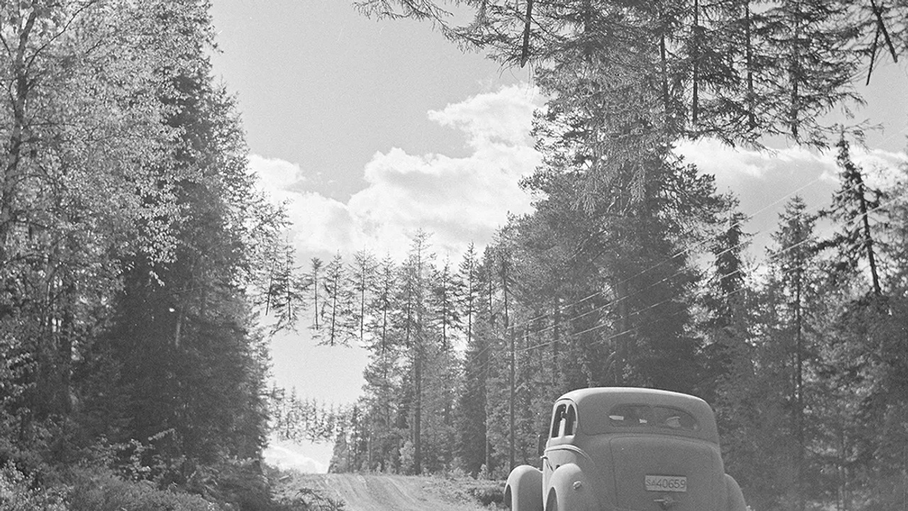 İkinci Dünya Savaşı’ndan kalan bu fotoğraftaki ağaçlar neden “uçuyor?”