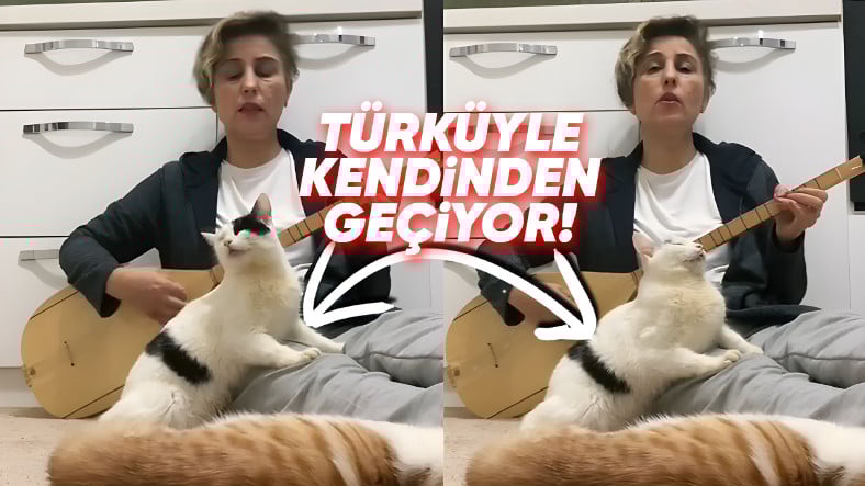 Viral Olan Kedi, Akıllarda Şu Soruyu Doğurdu: Müzik, Gerçekten de Kedileri Sakinleştiriyor mu?